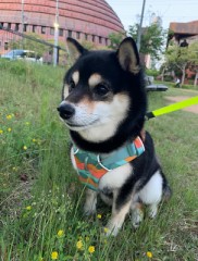 うちの子のお散歩