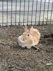 うさぎ園