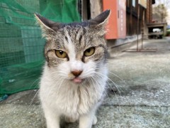 野良猫ちゃん