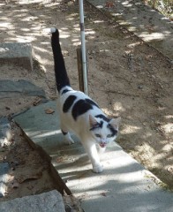 神社の猫ちゃん