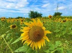 10月のひまわり