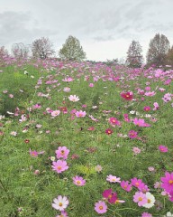 コスモス畑