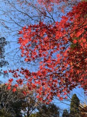 紅葉