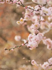 梅の花