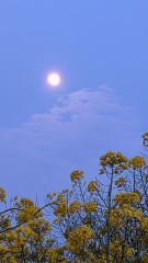 月明かり