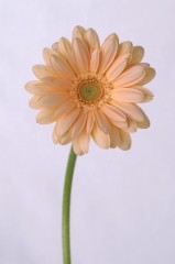 【お題日記】好きな花は何ですか？