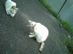 野良猫サマ達