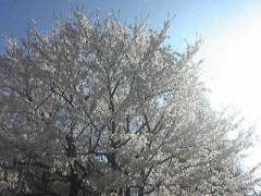 目から鱗の人間学