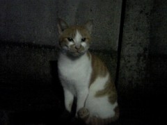 向井理の不思議