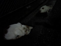 おはようございます＼（´Ｏ｀）／