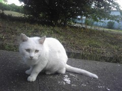 3・11 あの日からのマンガ――『美味しんぼ』