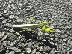 冬のカマキリ ！