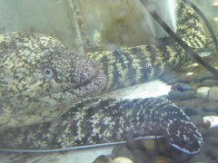 ウツボクン 三度登場！
