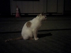 ムラムラした時は お酒？ 違うな．