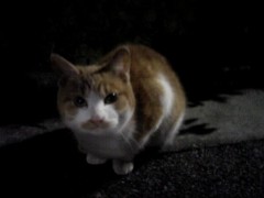 ホッケって信号みたいな魚だ(笑)