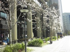 手書きの手紙に花びらを―――