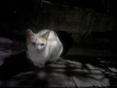 今夜の晩飯はコレで決まりだあ♪