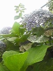 どんな7月になるのだろう？