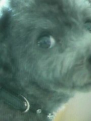 犬にTVが見える！