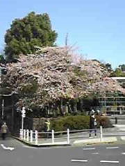 エアーお花見って…… (-_-;)