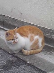 挿入なしでもよゐ人 この指と～まれ♪