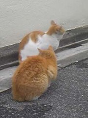 いいニャー 女の子って
