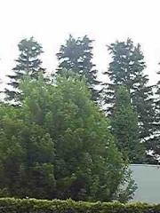 東京のアソコの大きさの理想