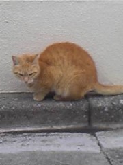 夏の都議選 今さっき行ってきた♪