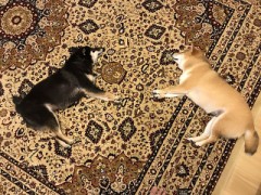 しばしの妄想に浸ってました