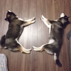 お腹の脂肪が…… (^^;)(;^^)