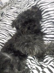 【お題日記】今年の目標、決まりましたか？