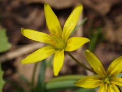 昨日見つけた花