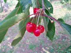 サクランボ狩り