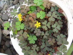 クローバーの花