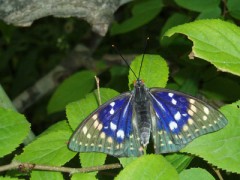 栗山町でオオムラサキ