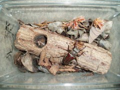 誕生日プレゼント