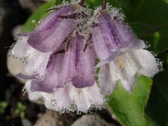 羊蹄山の植物　その１