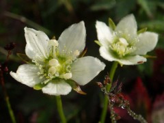 羊蹄山の花　その２