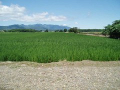 田んぼの育ちは順調