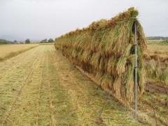 稲刈り