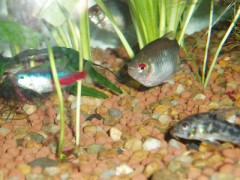 お魚紹介　その２