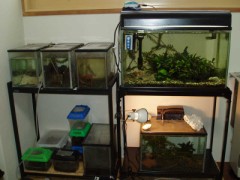 お魚紹介　ひと休み