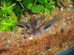 お魚紹介　その３