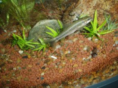 お魚紹介　その４