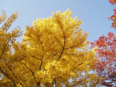イチョウ並木はそろそろ