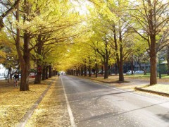 イチョウ並木がいい感じ