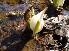ミズバショウ