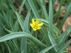 天気がいい日は花見だね