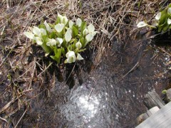 西岡公園のミズバショウ