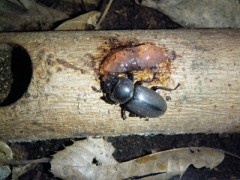 10月になってもコクワガタ